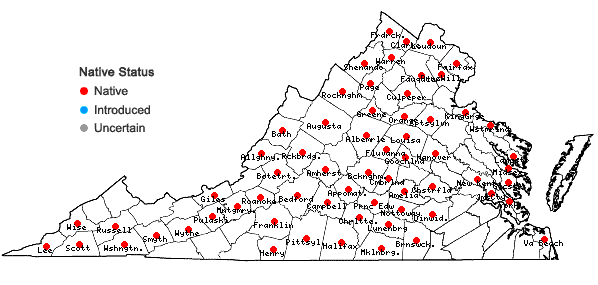 Locations ofVerbena simplex Lehm. in Virginia