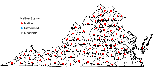 Locations ofVerbesina alternifolia (L.) Britt. ex Kearney in Virginia