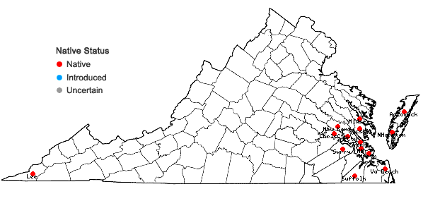 Locations ofVerbesina virginica L. var. virginica in Virginia
