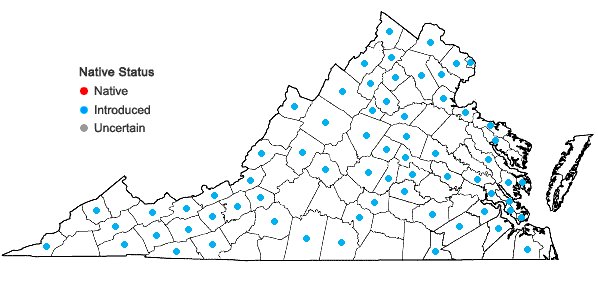 Locations ofVeronica serpyllifolia L. var. serpyllifolia in Virginia