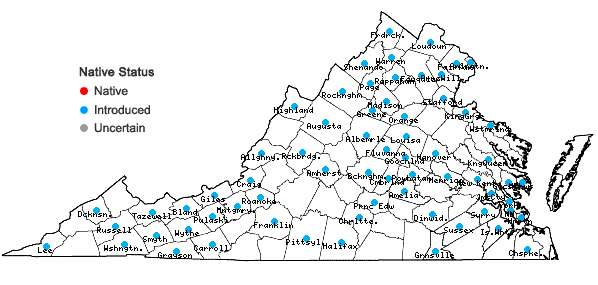 Locations ofVeronica serpyllifolia L. var. serpyllifolia in Virginia