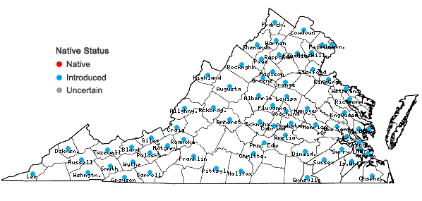 Locations ofVeronica serpyllifolia L. var. serpyllifolia in Virginia