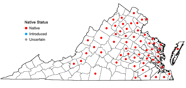 Locations ofViburnum recognitum Fernald in Virginia