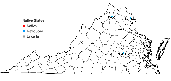 Locations ofViburnum rhytidophyllum Hemsley in Virginia