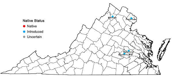 Locations ofViburnum rhytidophyllum Hemsley in Virginia