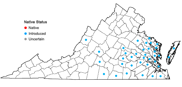 Locations ofVicia hirsuta (L.) S.F. Gray in Virginia