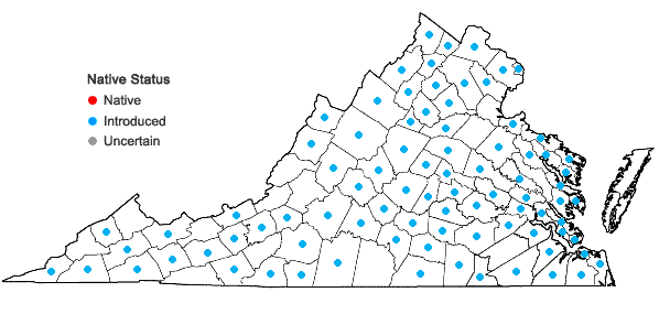 Locations ofVinca minor L. in Virginia