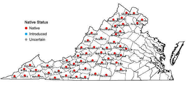 Locations ofViola canadensis L. in Virginia