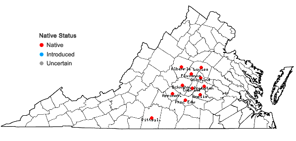 Digital Atlas of the Virginia Flora | Viola communis Pollard