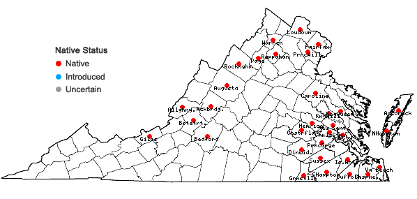 Locations ofViola lanceolata L. in Virginia