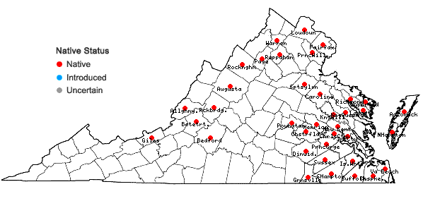 Locations ofViola lanceolata L. in Virginia