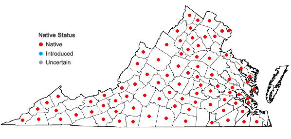 Locations ofViola palmata L. complex in Virginia