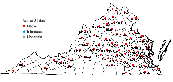 Locations ofViola palmata L. var. triloba (Schwein.) Gingins ex A. DC. in Virginia
