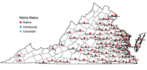 Locations ofViola primulifolia L. in Virginia