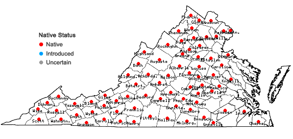 Locations ofViola pubescens / eriocarpa complex in Virginia