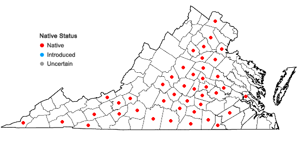 Locations ofVitis cinerea (Engelm.) Engelm. ex Millardet var. baileyana (Munson) Comeaux in Virginia