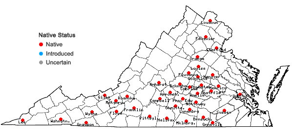 Locations ofVitis cinerea (Engelm.) Engelm. ex Millardet var. baileyana (Munson) Comeaux in Virginia