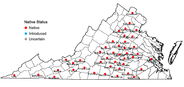 Locations ofVitis cinerea (Engelm.) Engelm. ex Millardet var. baileyana (Munson) Comeaux in Virginia