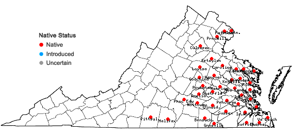 Locations ofVitis cinerea (Engelm.) Engelm. ex Millardet var. floridana Munson in Virginia