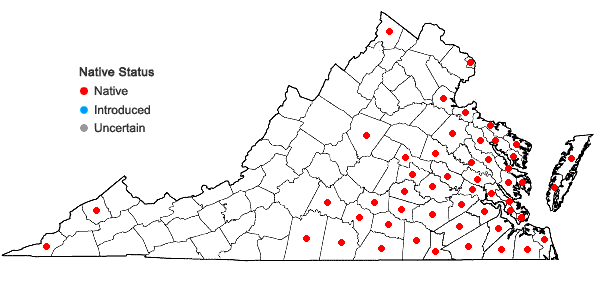 Locations ofVitis rotundifolia Michx. var. rotundifolia in Virginia