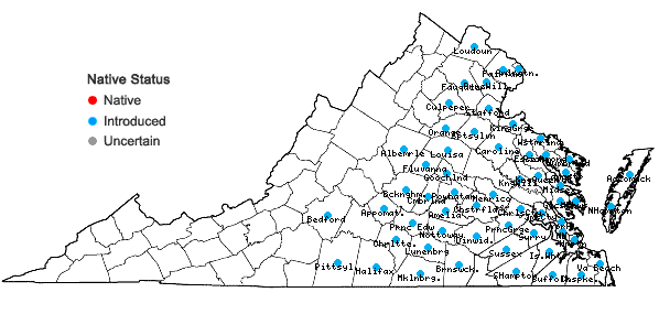 Locations ofVulpia myuros (L.) K.C. Gmel. in Virginia