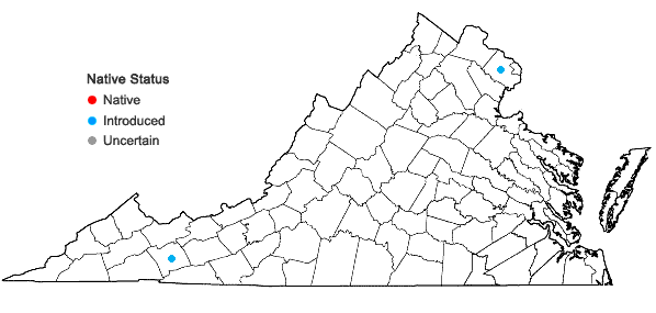 Locations ofWeigela floribunda (Sieb. & Zucc.) K. Koch in Virginia