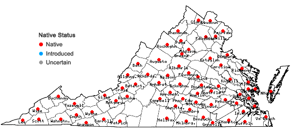 Locations ofWeissia controversa Hedwig in Virginia