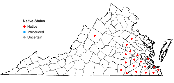 Locations ofXyris ambigua Beyrich ex Kunth in Virginia