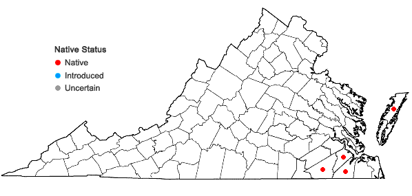 Locations ofXyris caroliniana Walter in Virginia