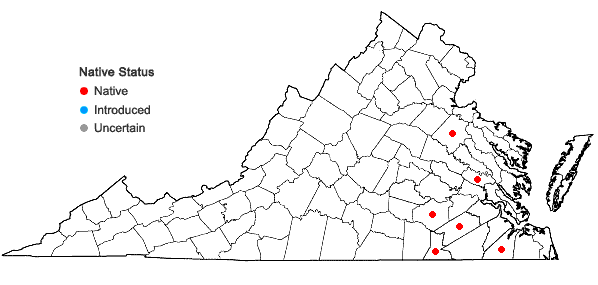 Locations ofXyris curtisii Malme in Virginia