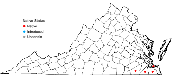 Locations ofXyris fimbriata Elliott in Virginia
