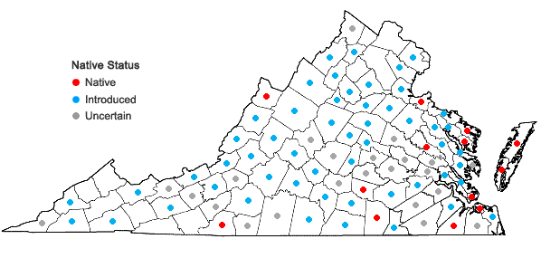 Locations ofYucca filamentosa L. in Virginia