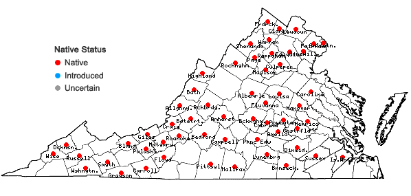 Locations ofZizia aurea (L.) W.D.J. Koch in Virginia