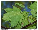 Acer spicatum Lamarck
