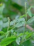 Achyranthes japonica (Miq.) Nakai