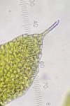 Acrobolbus ciliatus (Mitt.) Schiffn.