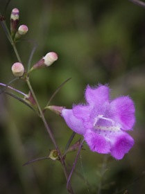 Agalinis purpurea (L.) Pennell