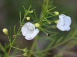 Agalinis tenuifolia (Vahl) Raf. var. tenuifolia