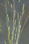 Agrostis elliottiana J.A. Schultes