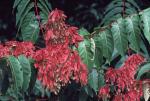 Ailanthus altissima (P. Miller) Swingle