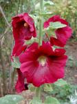 Alcea rosea L.