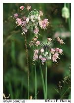 Allium cernuum Roth