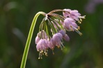 Allium cernuum Roth