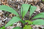 Allium tricoccum Ait.