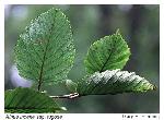Alnus incana (L.) Moench ssp. rugosa (Du Roi) Clausen
