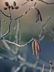 Alnus serrulata (Ait.) Willd.