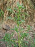 Amaranthus albus L.