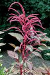 Amaranthus cruentus L.