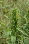 Amaranthus hybridus L.