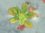 Amaranthus pumilus Rafinesque